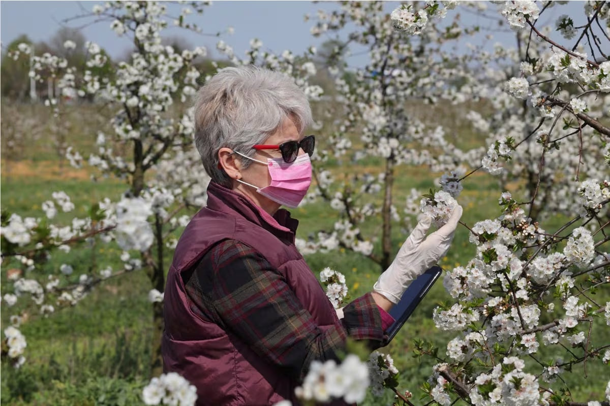 Our COVID-19 Response: Health & Safety Measures  at Stanton Orchards