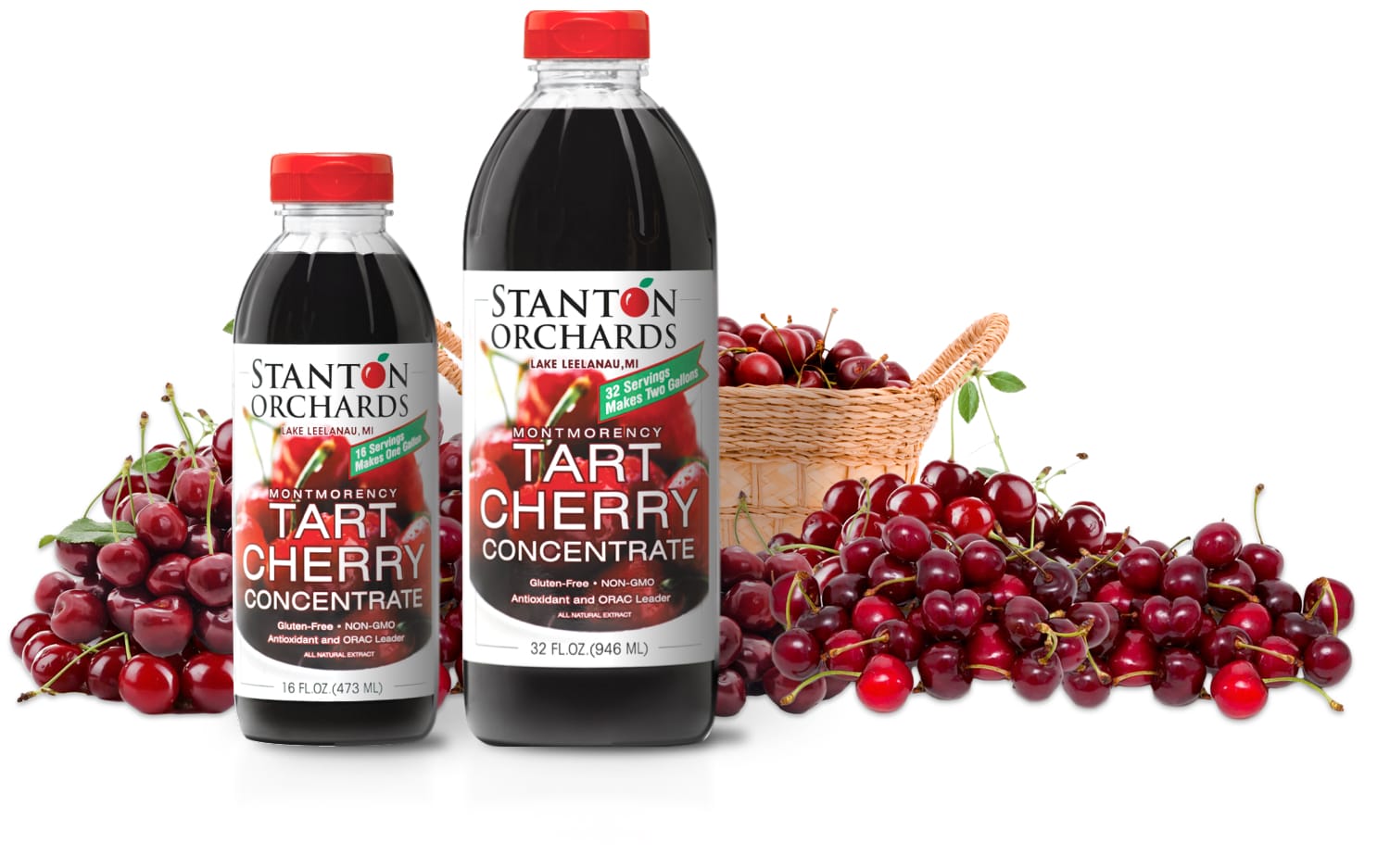 16 oz and 32 oz bottles of Stanton Orchards' tart cherry concentrate with basket of Montmorency cherries